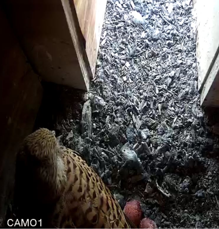 Video-Vorschau: Zweites Ei im Falkenkasten