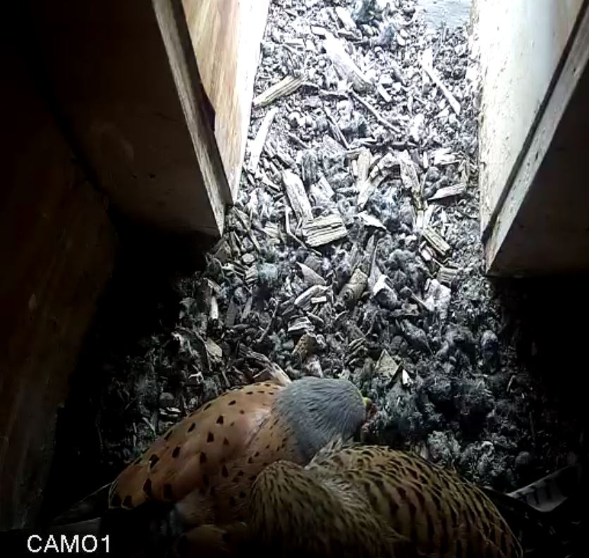 Video-Vorschau: Kurzer Blick auf die drei Eier und die Falken-Eltern