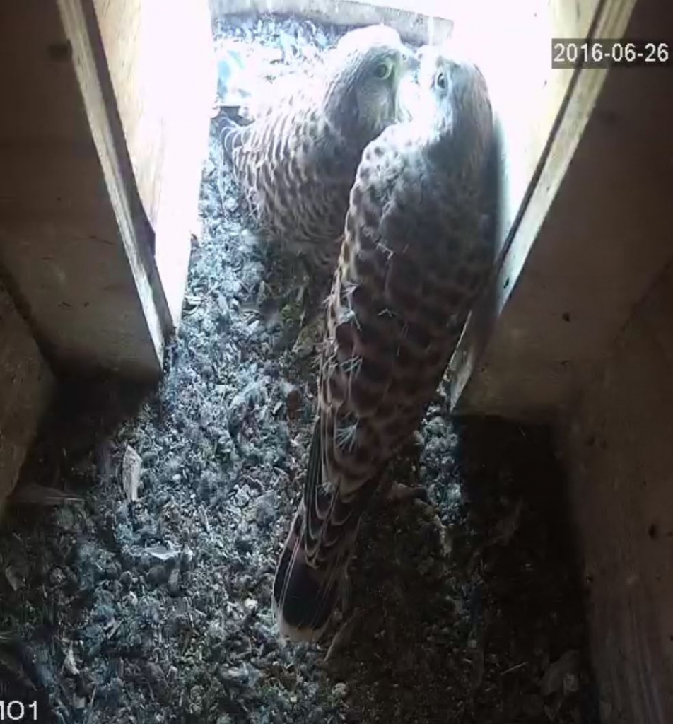 Video-Vorschau: Falken schnäbeln
